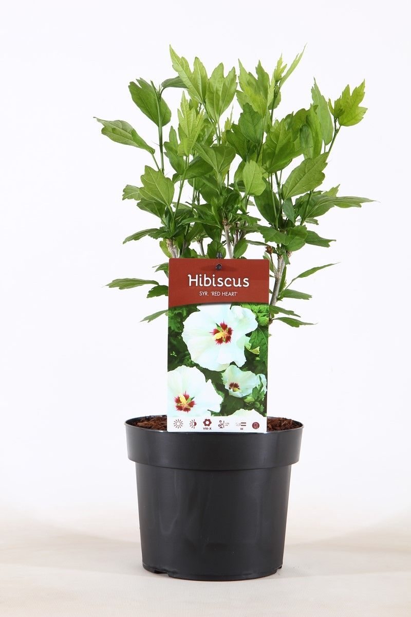 Hibiscus syr. Red Heart 55cm 19cm Pot