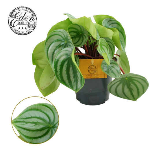 Peperomia Argyreia Watermelon 20cm 12cm Pot