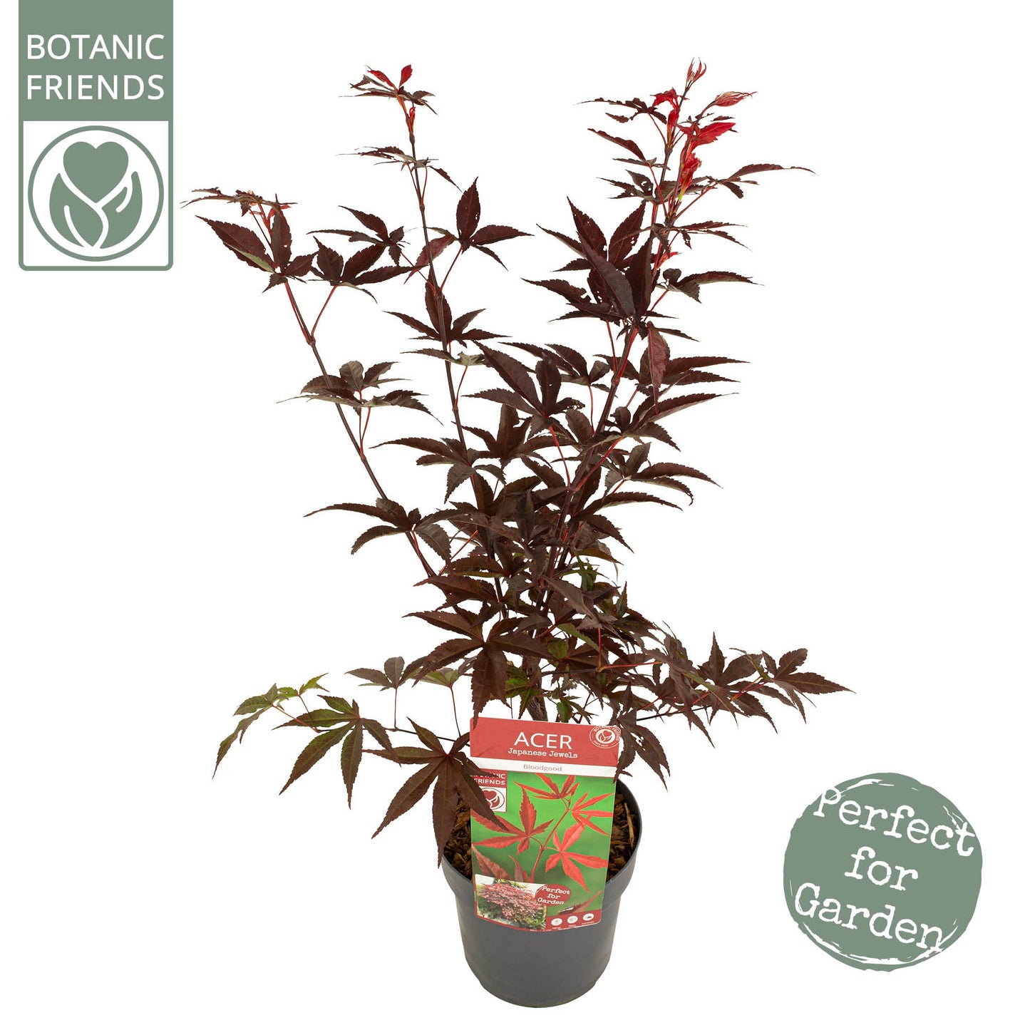 Acer palm. Bloodgood 65cm 19cm Pot