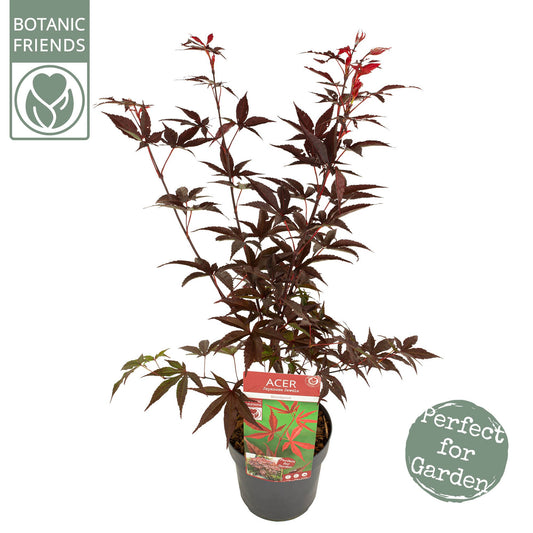 Acer palm. Bloodgood 65cm 19cm Pot