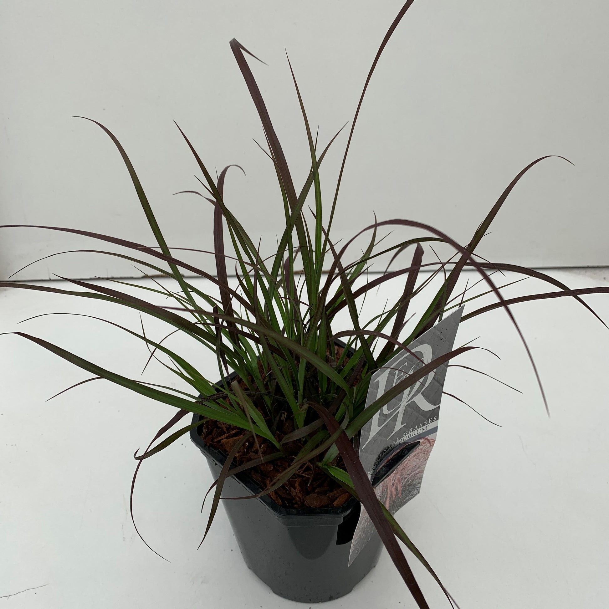 Pennisetum Rubrum 40cm 17cm Pot