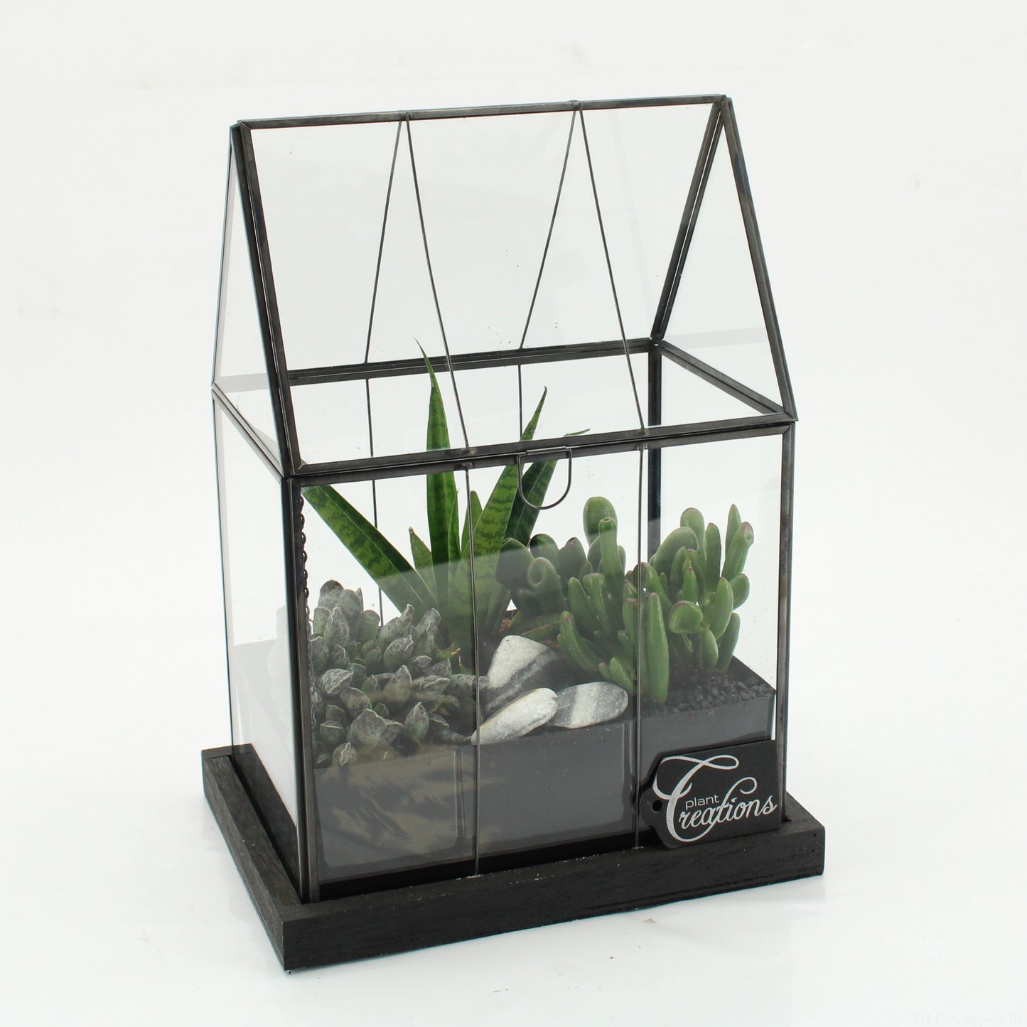 arr. Sansevieria SUCR-2610 31cm 23cm Pot