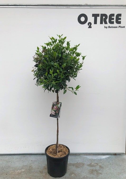 Viburnum tinus standard 80cm 32cm Pot