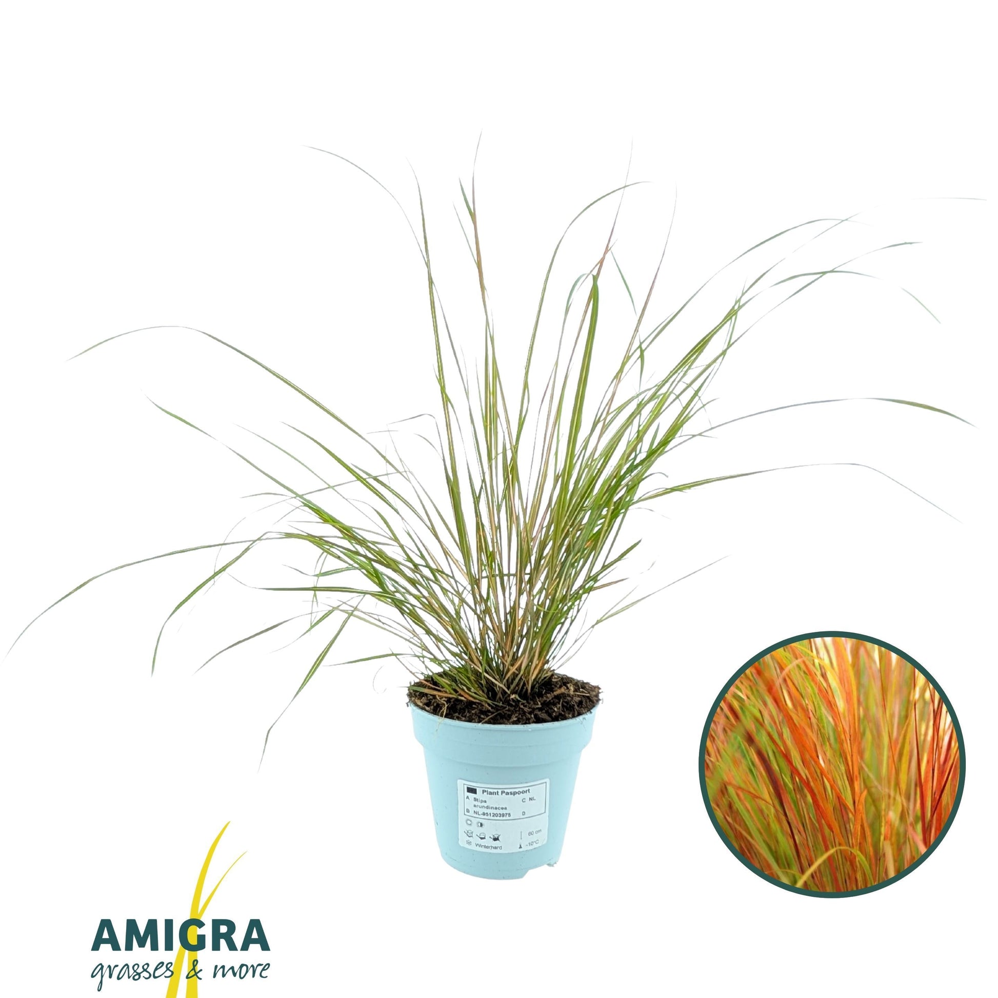 Stipa Arundinacea Pheasant 40cm 510cm Pot