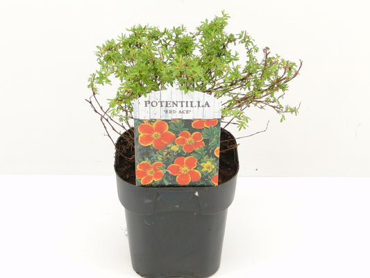 Potentilla frut. Red Ace 25cm 17cm Pot