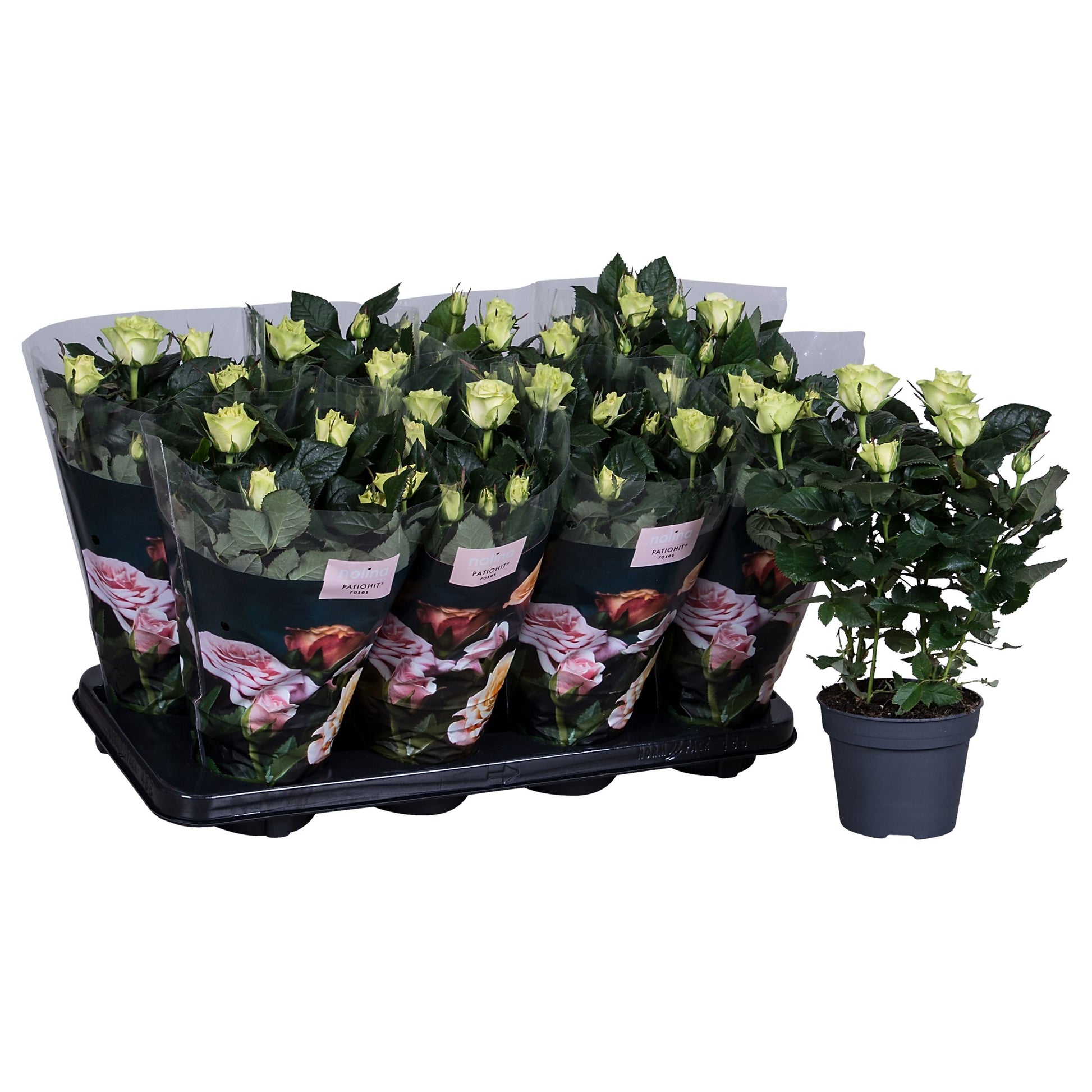 Rose Patiohit white 36cm 13cm Pot