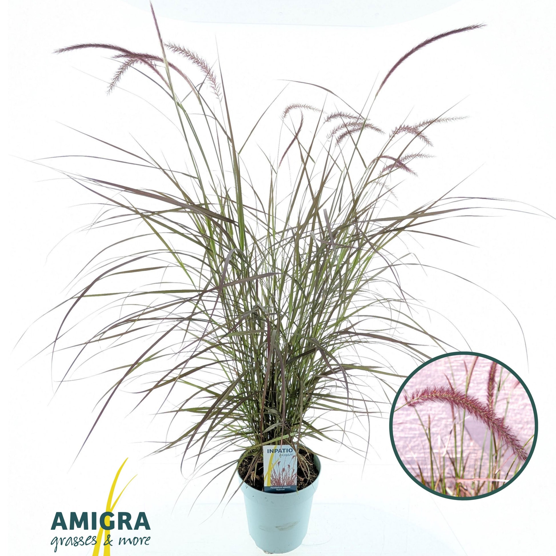 Pennisetum Rubrum 70cm 17cm Pot
