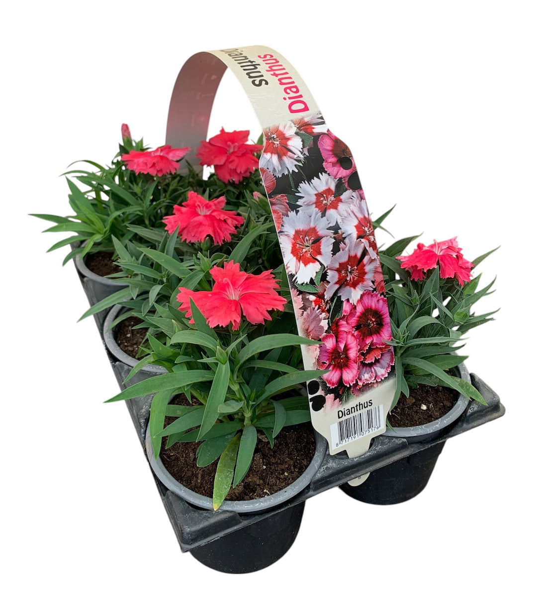 Dianthus chin. pink 15cm 9cm Pot
