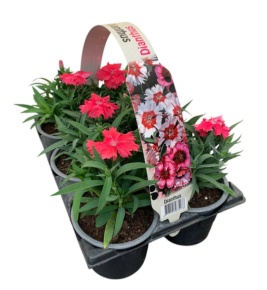 Dianthus chin. pink 15cm 9cm Pot