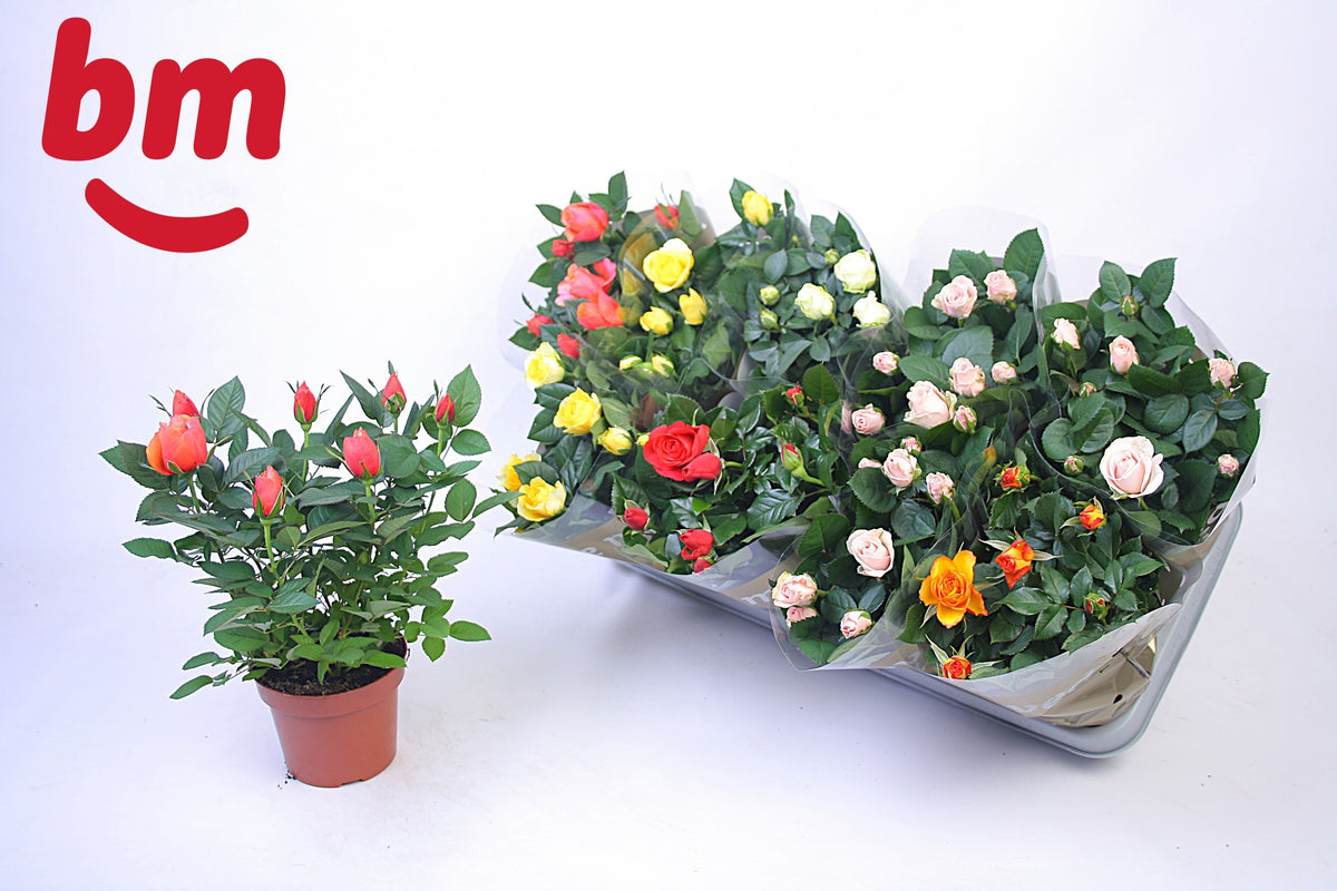 Rosa Beau Monde mix 28cm 12cm Pot