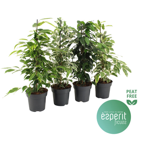 Ficus benjamina mix 55cm 14cm Pot