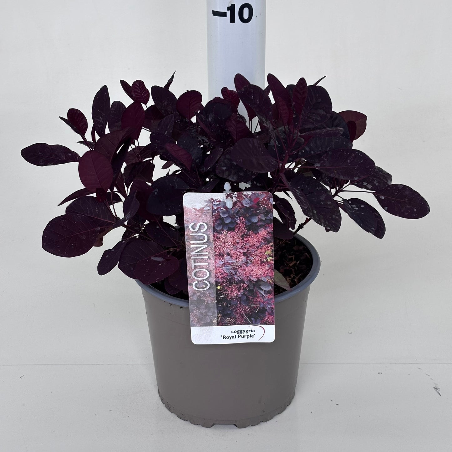 Cotinus cog. Royal Purple 25cm 19cm Pot