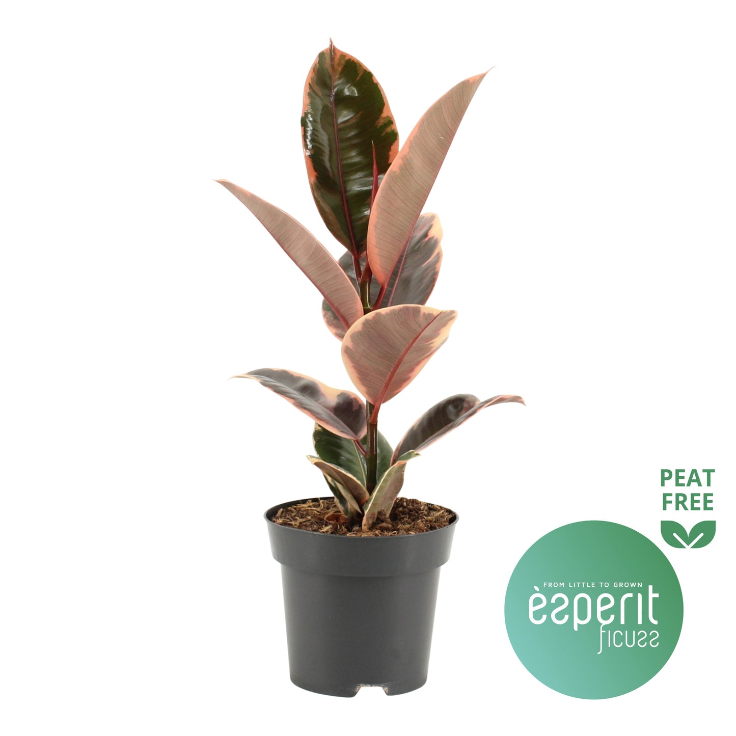 Ficus el. Belize 40cm 14cm Pot