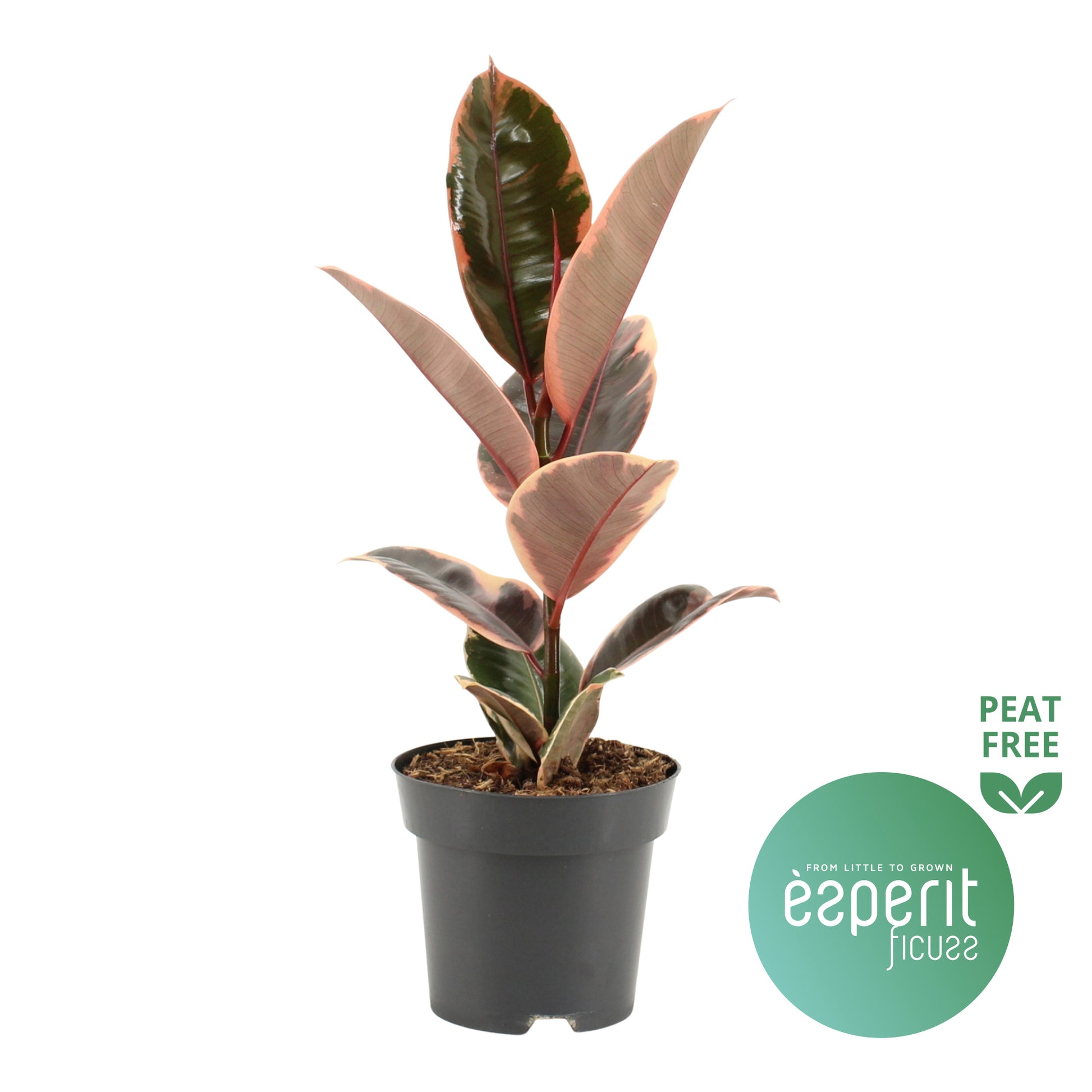 Ficus el. Belize 40cm 14cm Pot
