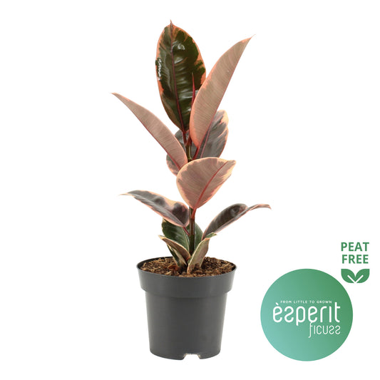 Ficus el. Belize 40cm 14cm Pot