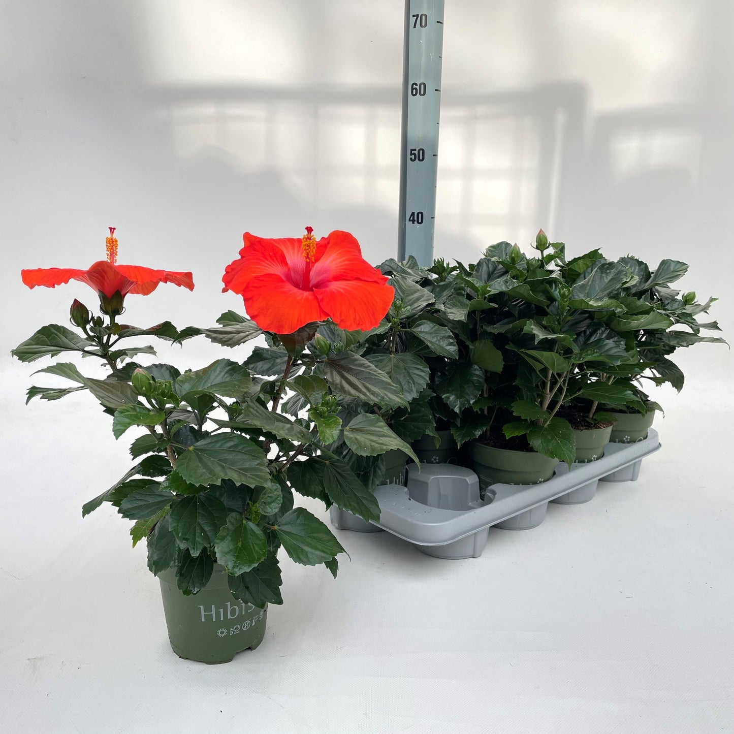 Hibiscus rosa-sinensis 35cm 13cm Pot
