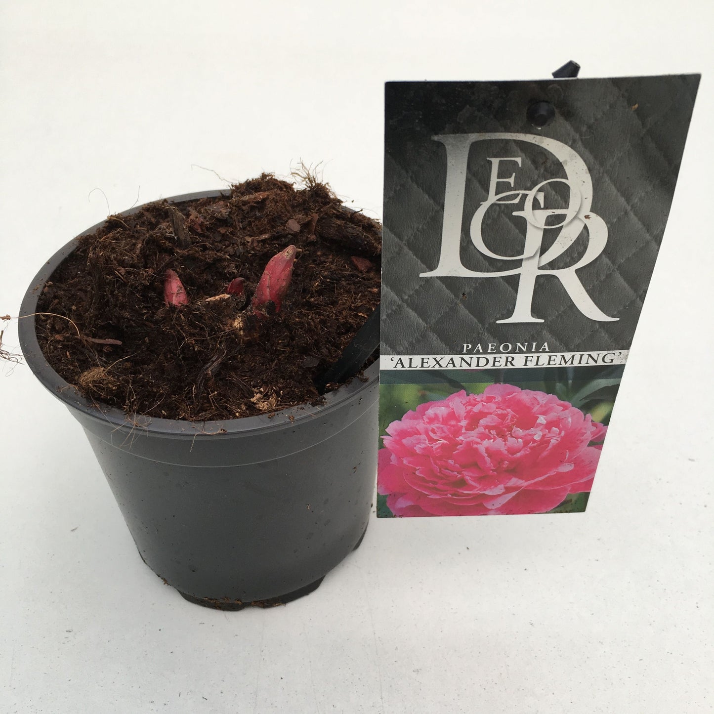Paeonia Alexander Fleming 5cm 12cm Pot
