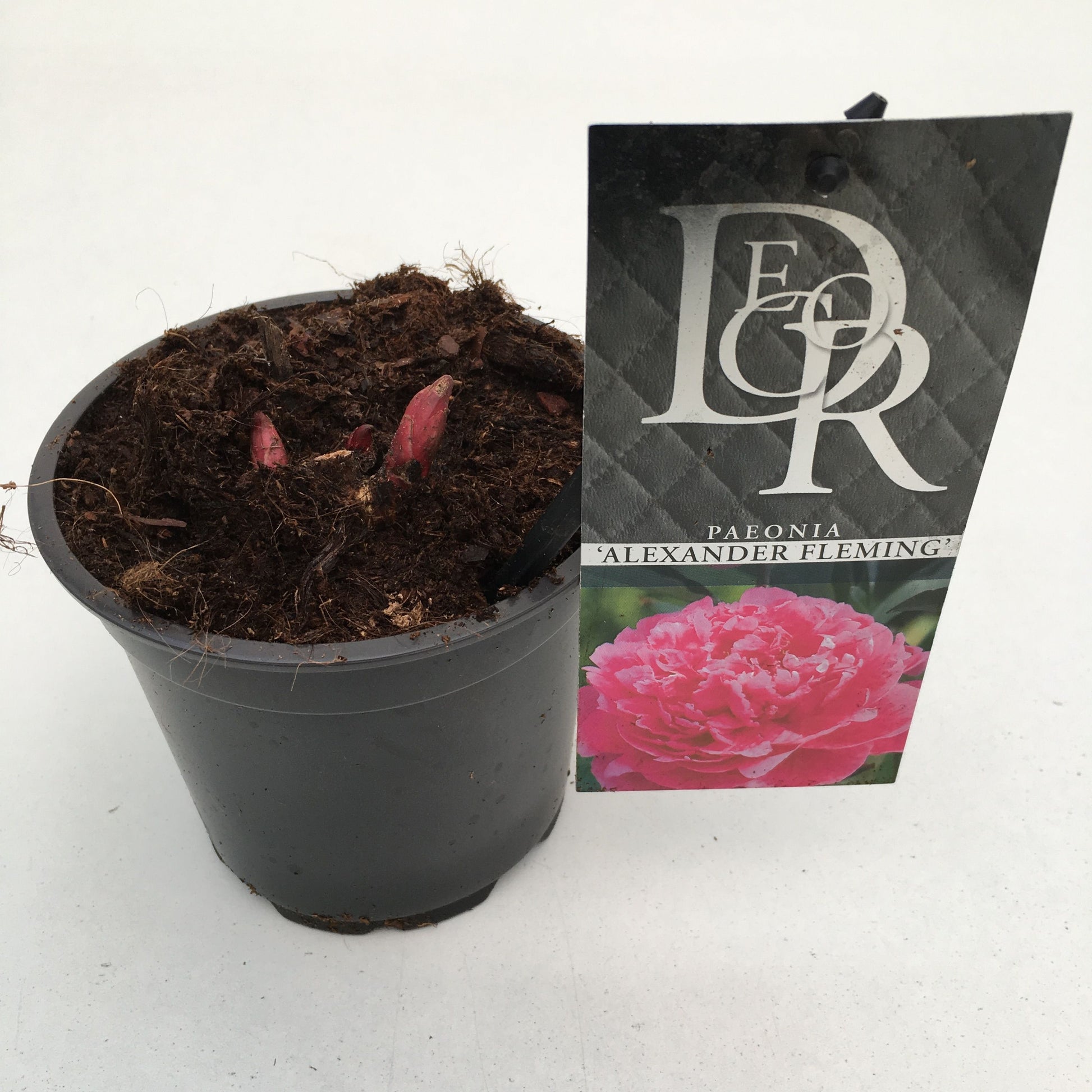 Paeonia Alexander Fleming 5cm 12cm Pot
