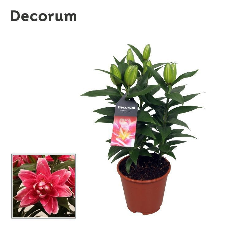 Schie Van Lilium Pink Pack of 8