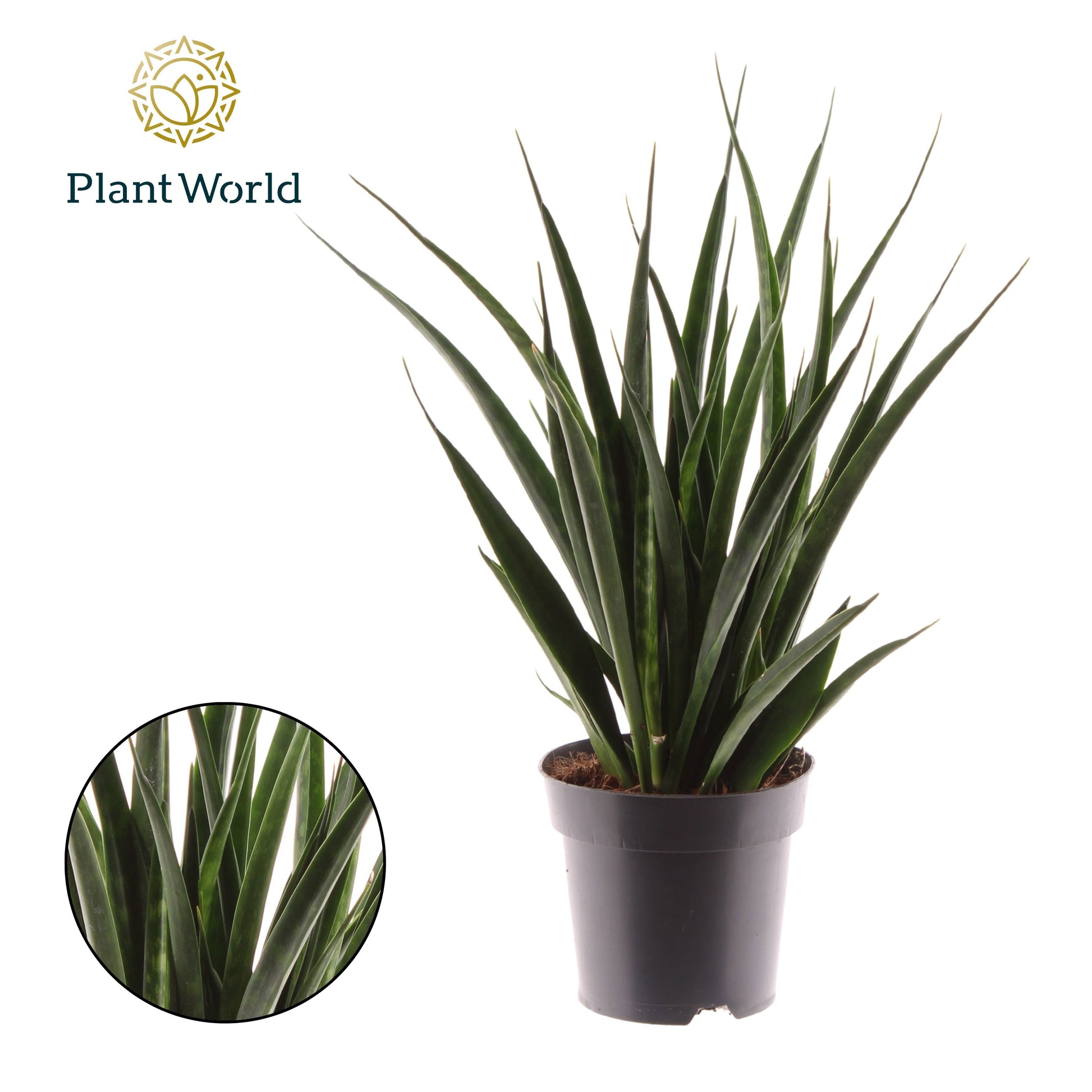 Sansevieria kirkii Friends 50cm 14cm Pot