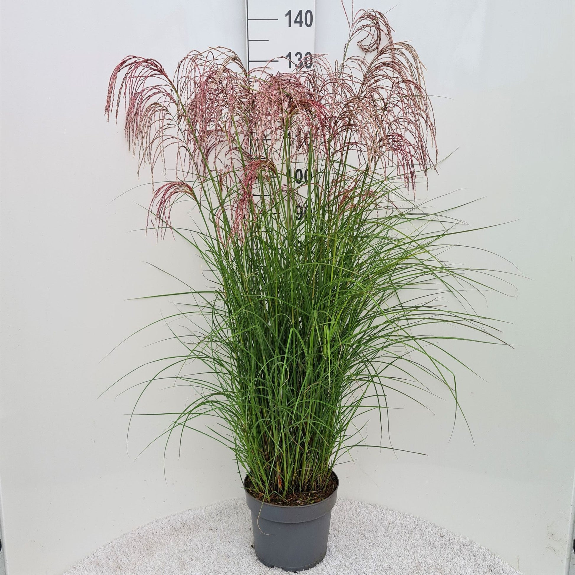 Miscanthus sin. Red Cloud 40cm 26cm Pot