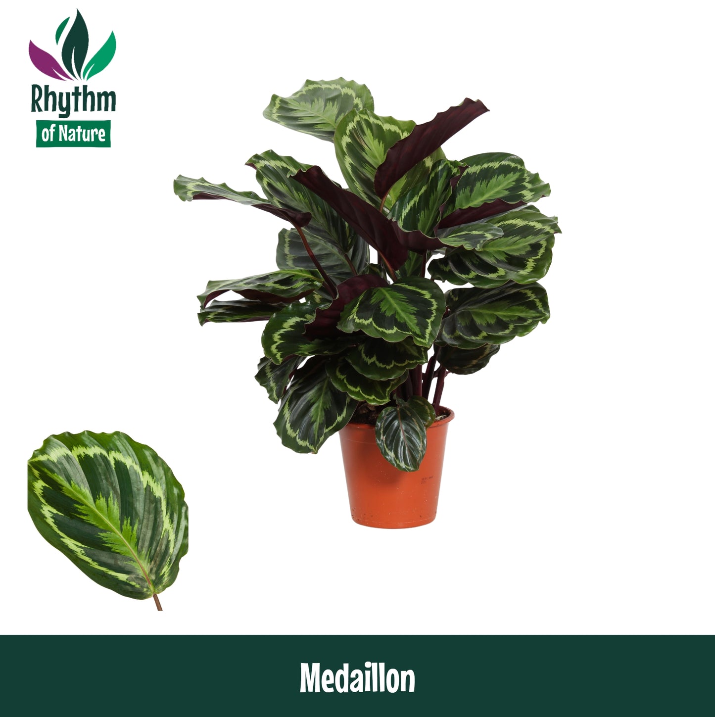 Calathea Medallion 80cm 19cm Pot