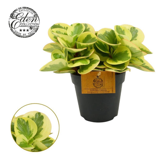 Peperomia Obtipan Bicolor 20cm 12cm Pot