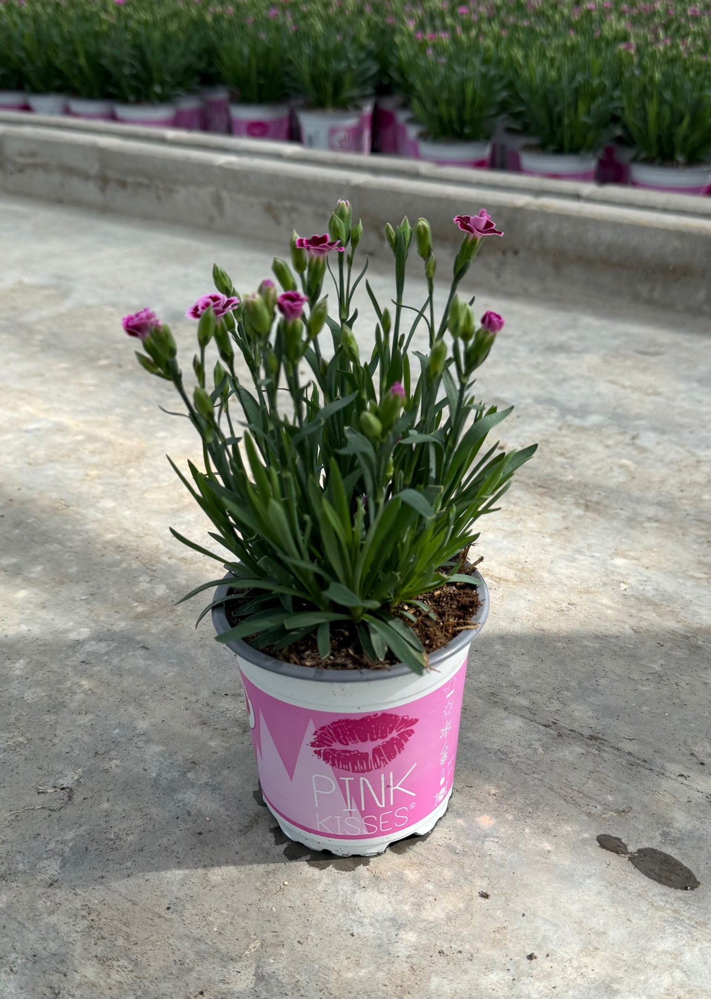 Dianthus Diantica Pink Kisses 25cm 10.5cm Pot