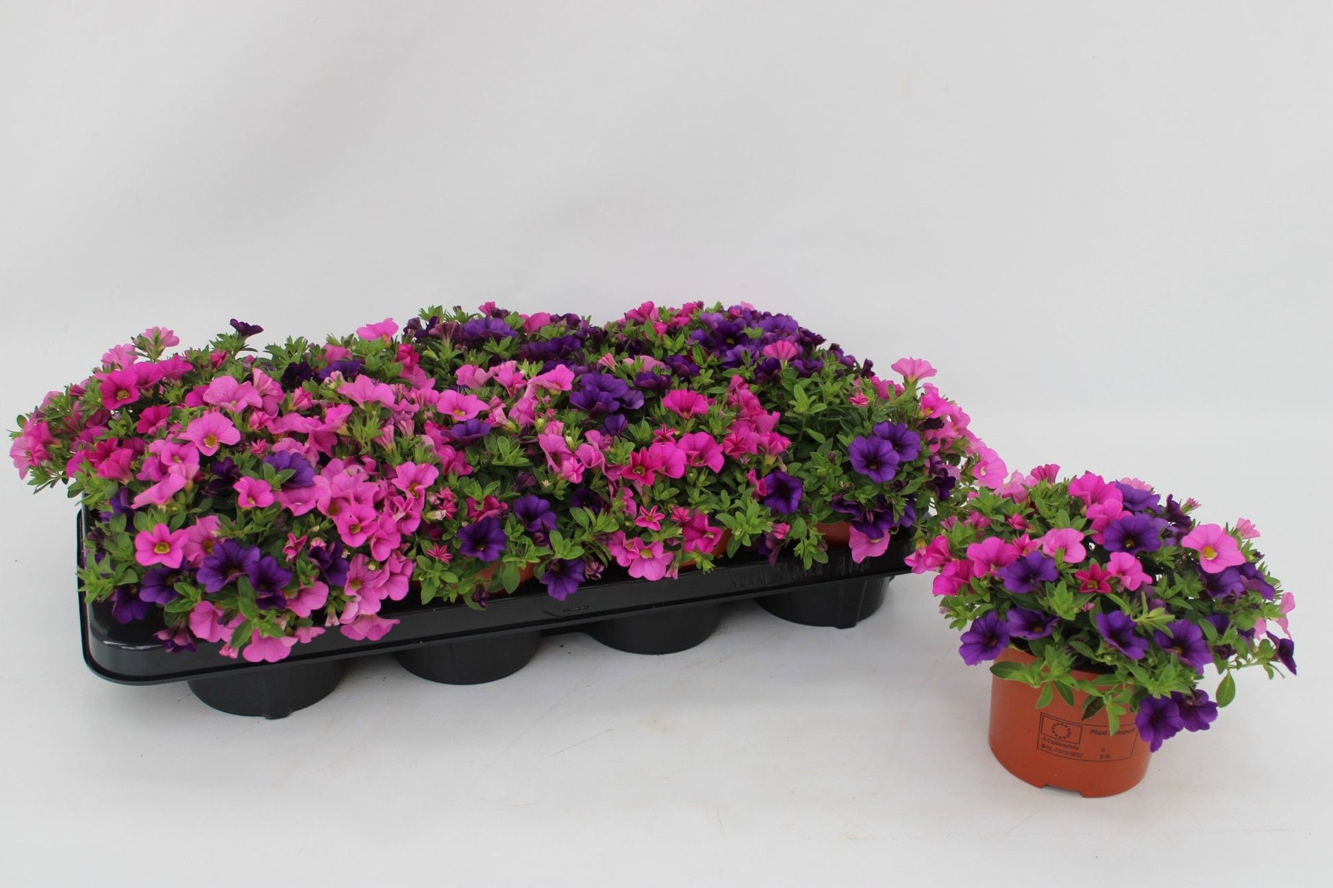 Calibrachoa Spirit Tricolor 17cm 13cm Pot