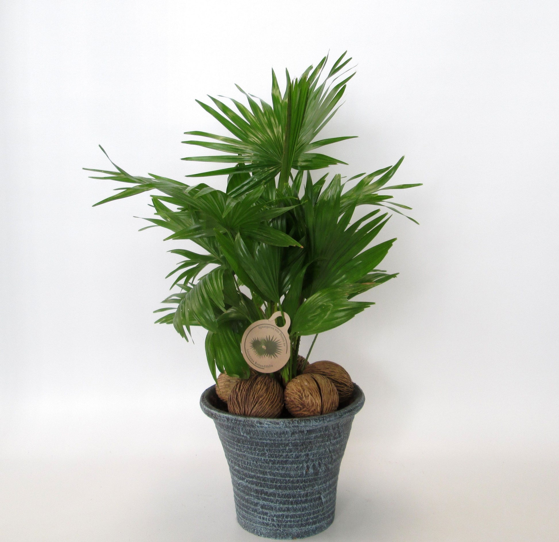 Livistona rotundifolia 60cm 23cm Pot