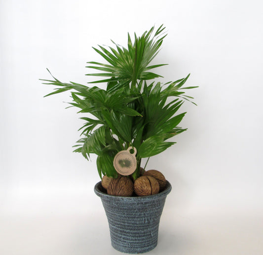 Livistona rotundifolia 60cm 23cm Pot