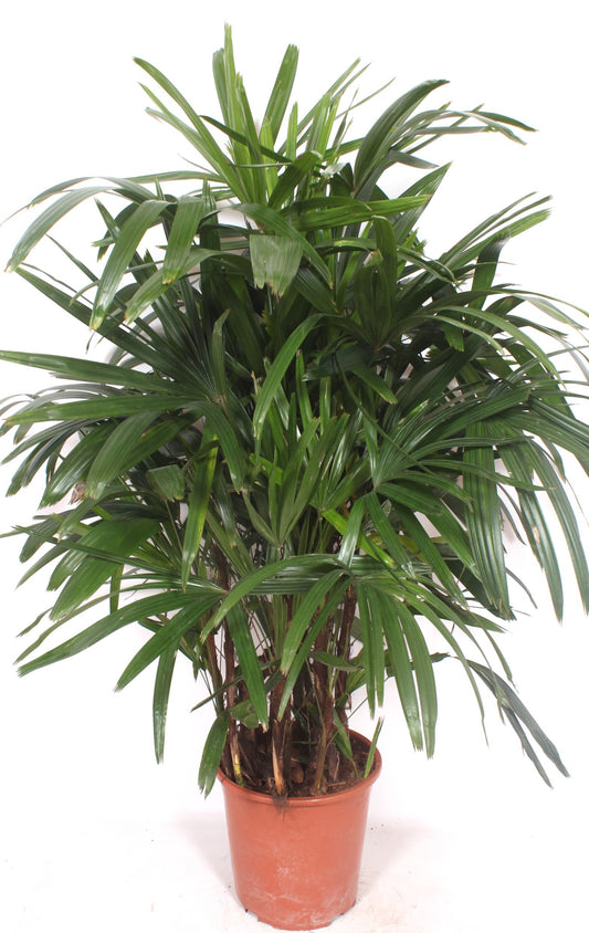 Rhapis excelsa 140cm 27cm Pot