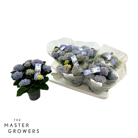 Hydrangea macrophylla Magical Revolution blue 30cm 12cm Pot