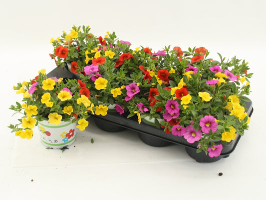 Calibrachoa Mixmasters Candyhouse 20cm 12cm Pot