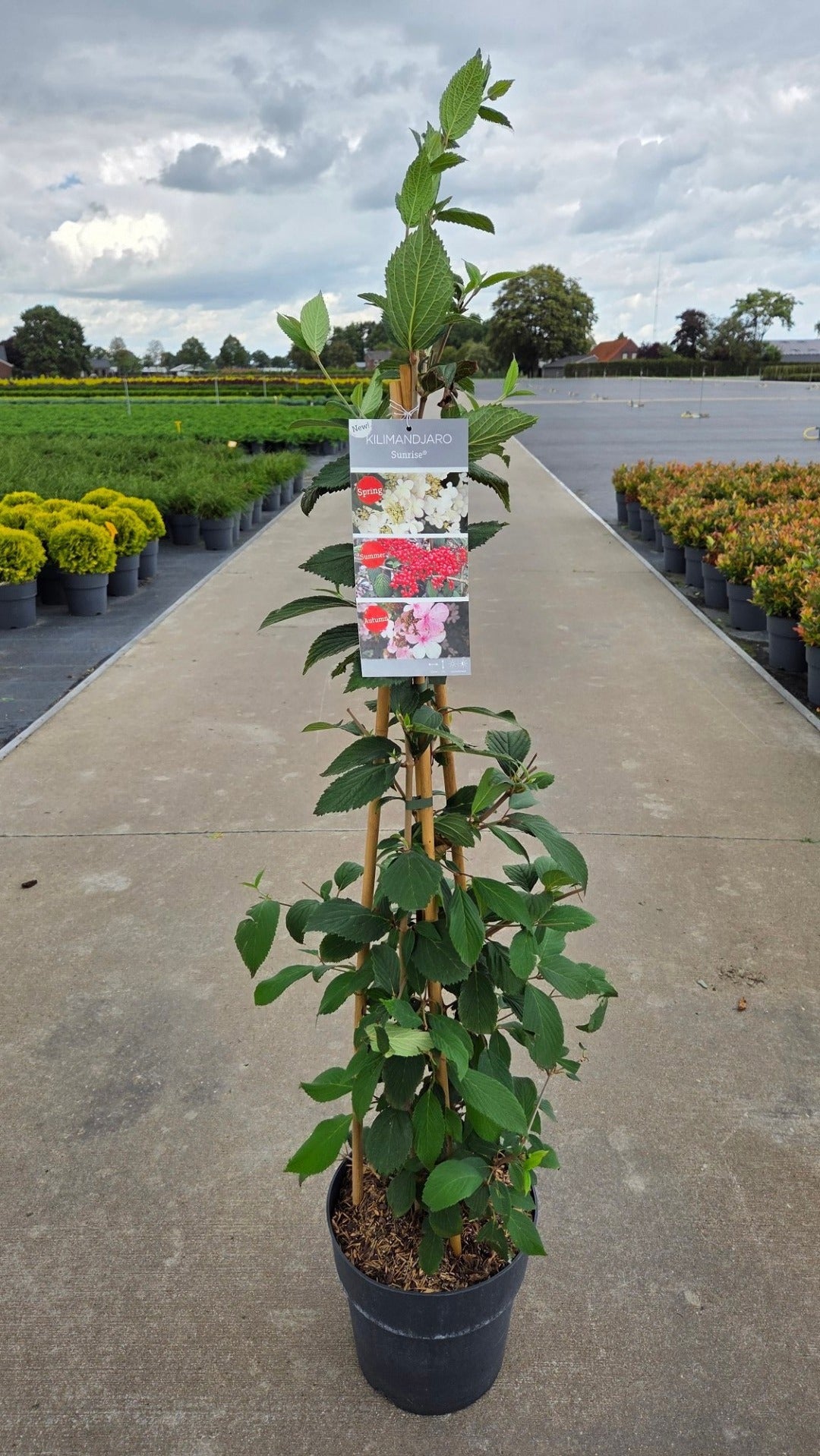 Viburnum plicatum 120cm 27cm Pot