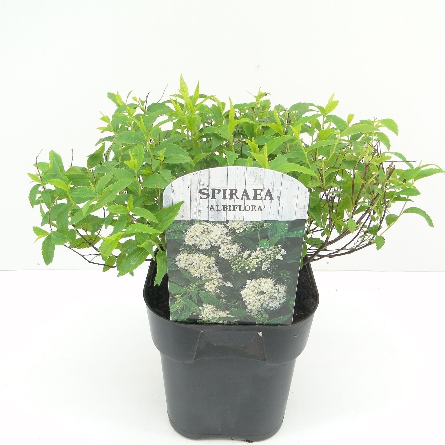 Spiraea jap. Albiflora 25cm 17cm Pot