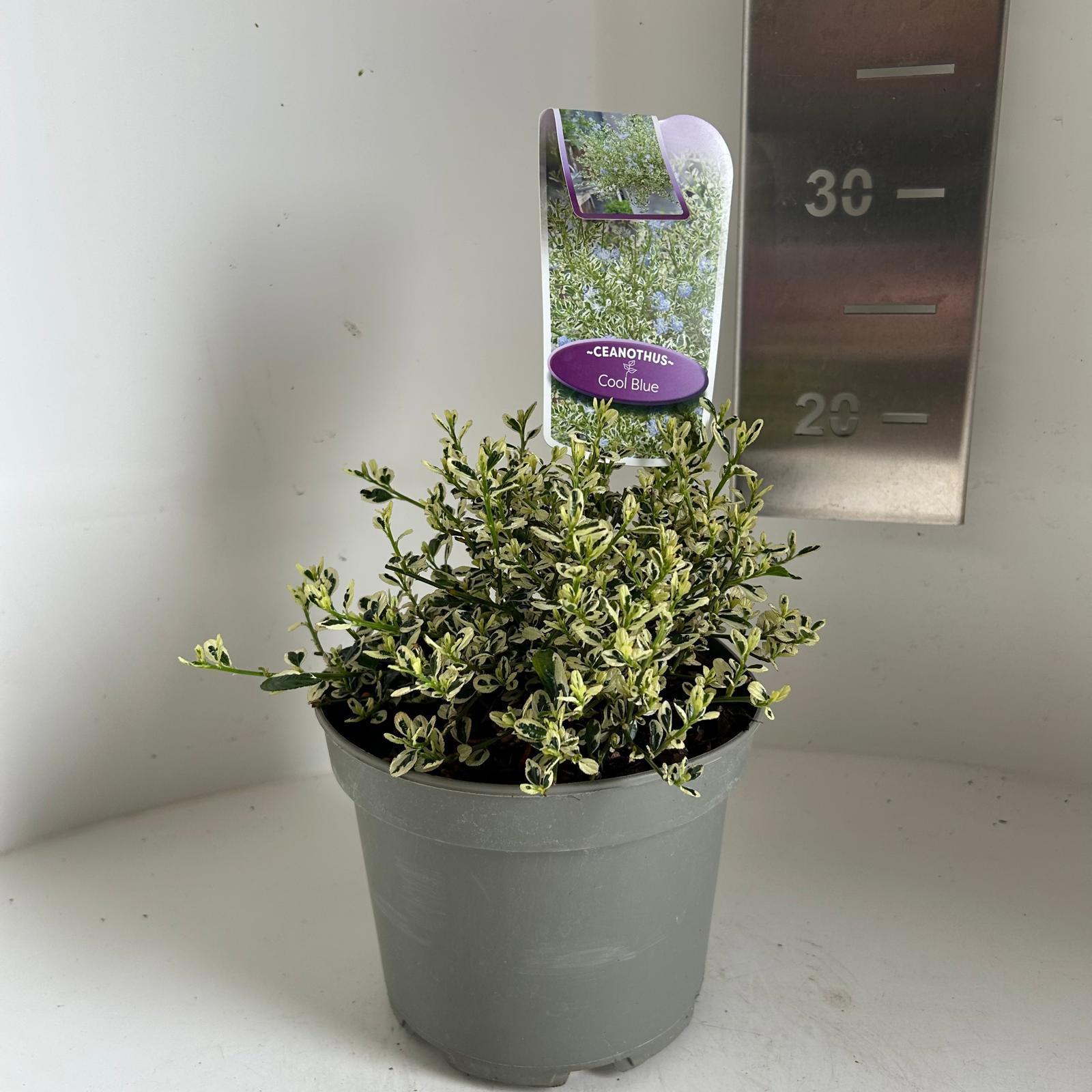 Ceanothus imp. Cool Blue 20cm 17cm Pot