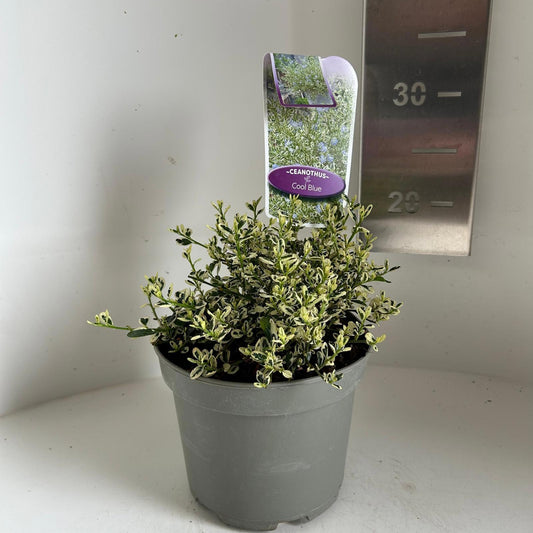 Ceanothus imp. Cool Blue 20cm 17cm Pot