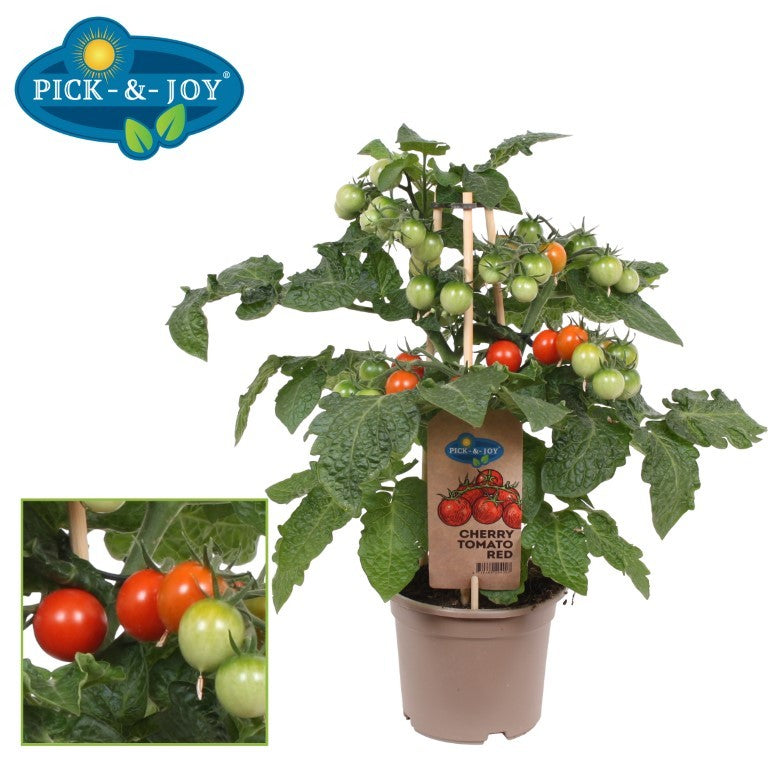 PICK&JOY Cherry Tomato red 25cm 14cm Pot