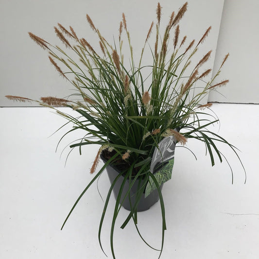 Carex Evergreen 30cm 17cm Pot