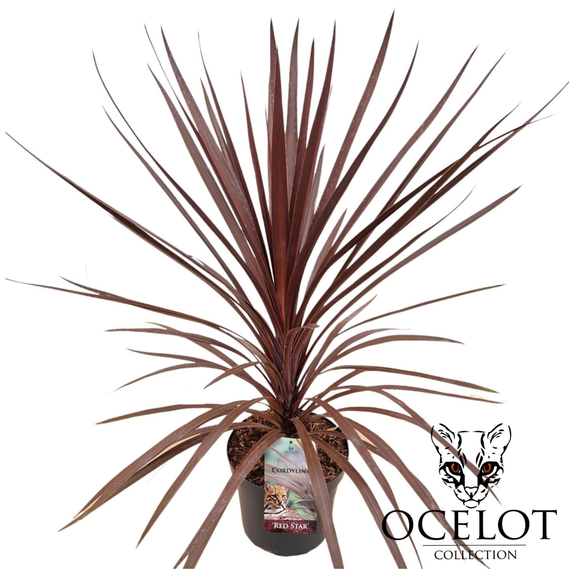 Cordyline aus. Red Star 110cm 26cm Pot