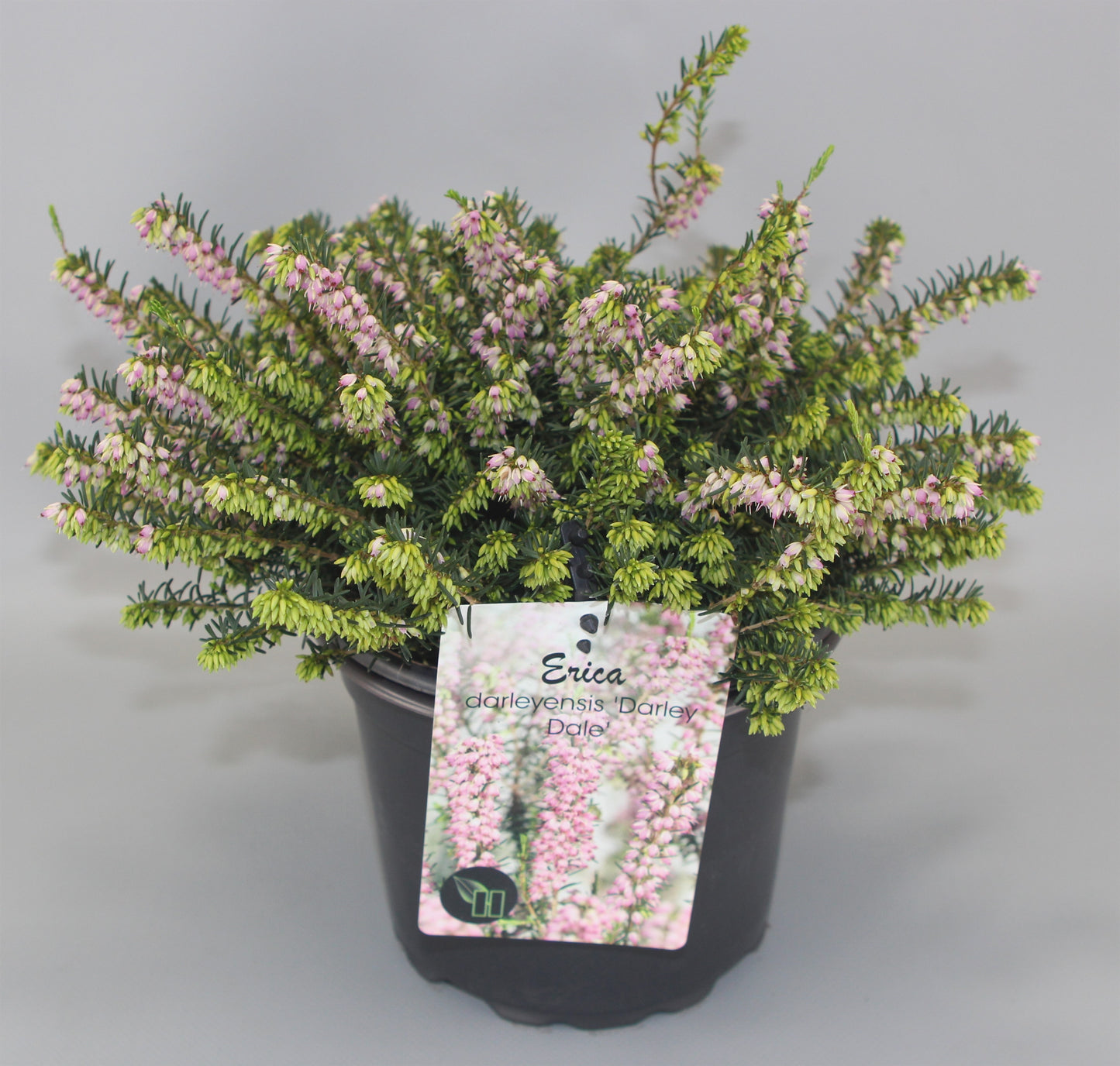 Erica dar. Darley Dale 20cm 17cm Pot