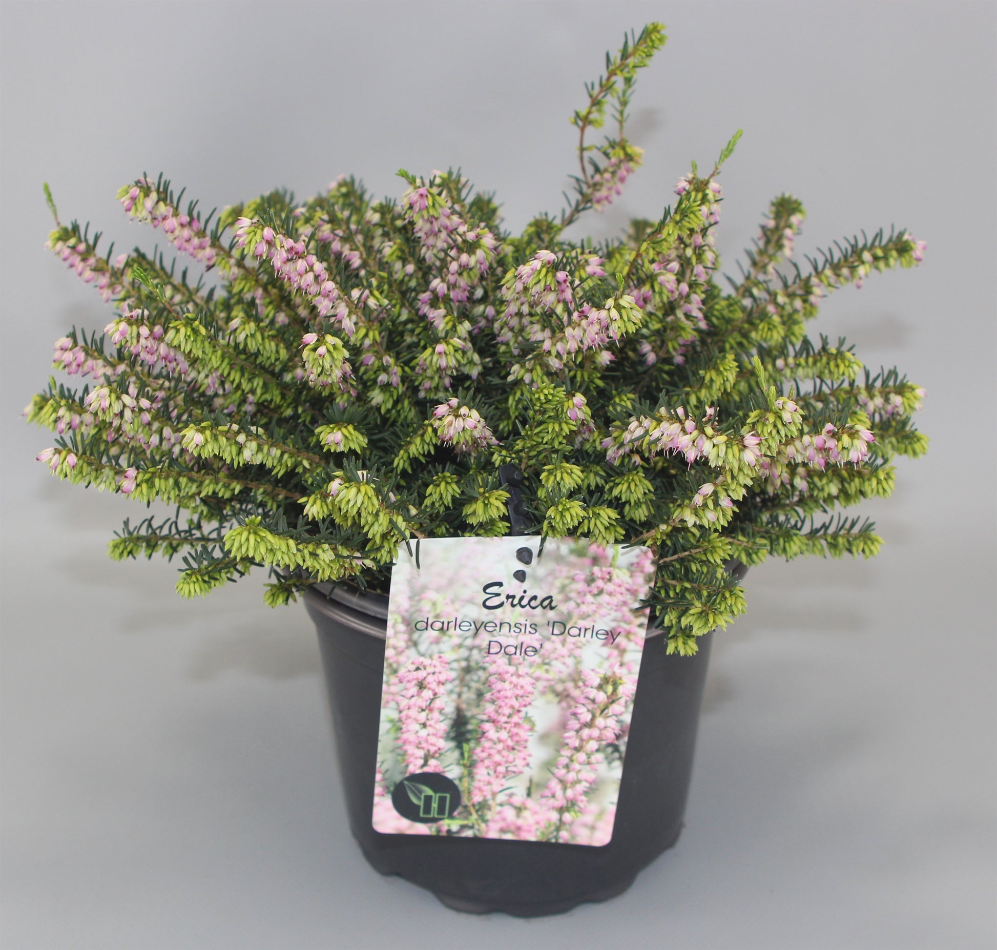 Erica dar. Darley Dale 20cm 17cm Pot