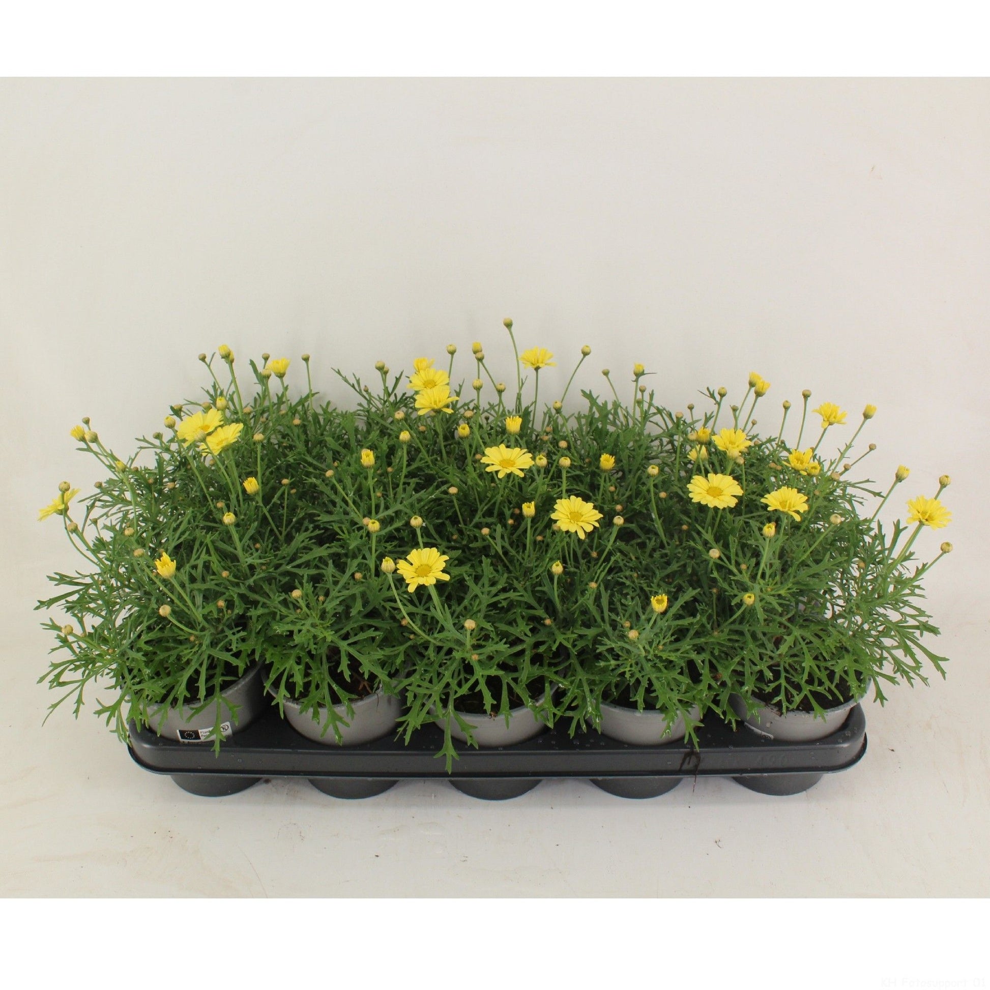 Argyranthemum Madeira Crested Yellow 25cm 12cm Pot