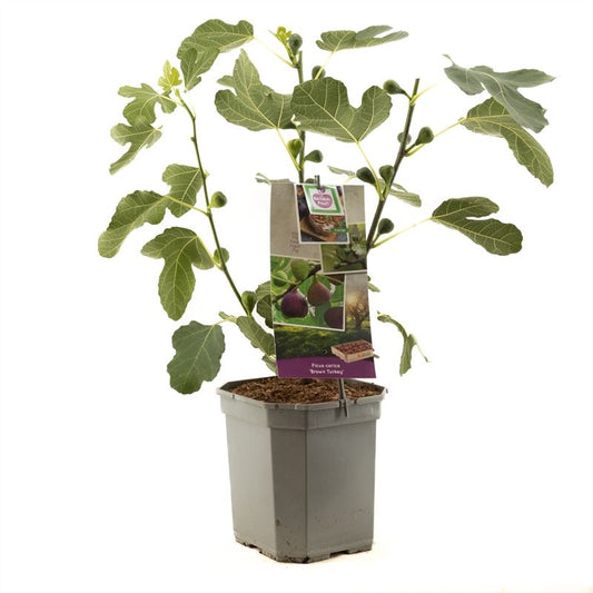 Ficus carica Brown Turkey 65cm 24cm Pot