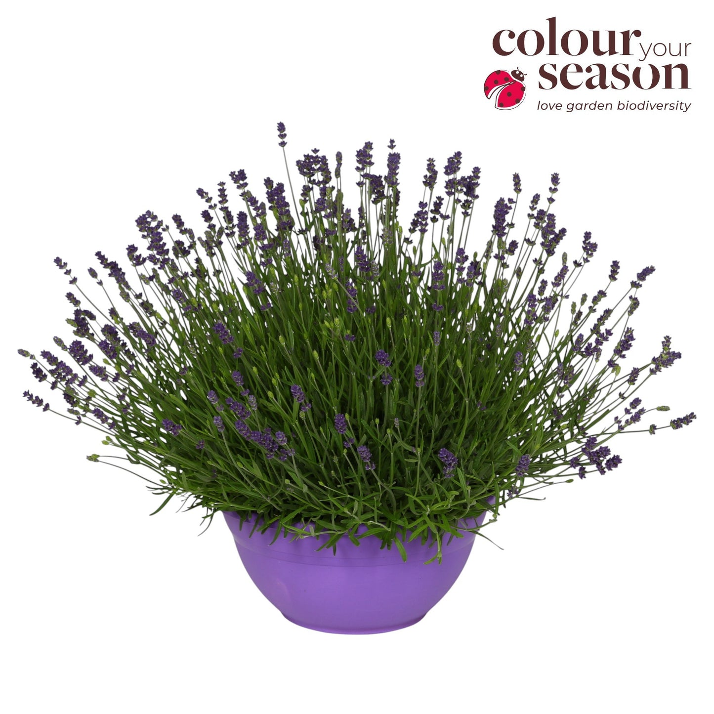 Lavender Essence Purple 35cm 30cm Pot
