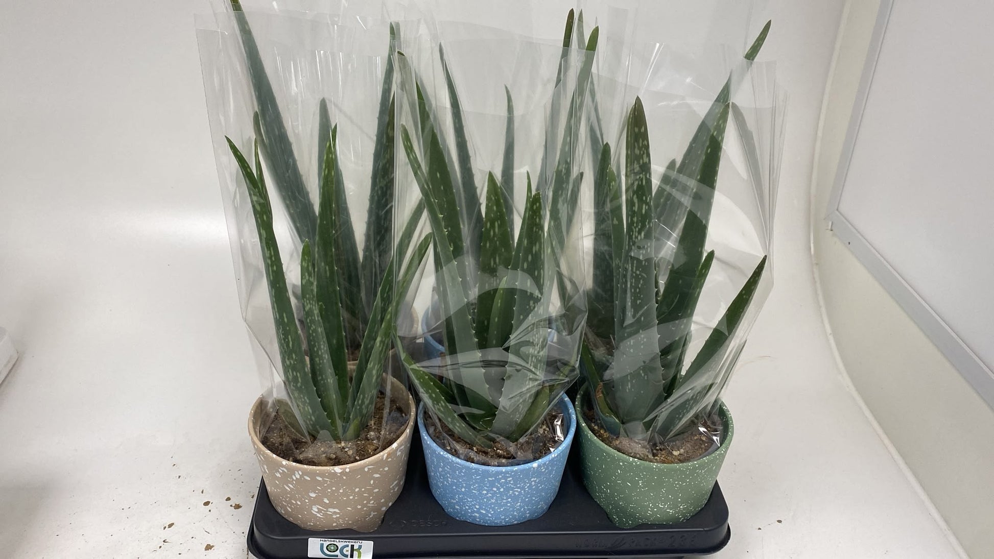 Aloe vera (+ drp.ceramic) 35cm 12cm Pot