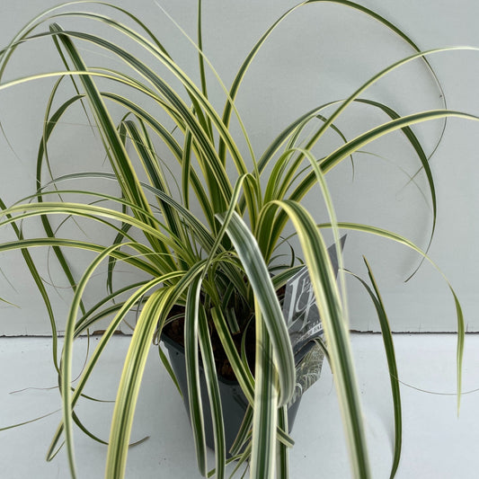 Carex Feather Falls 30cm 17cm Pot