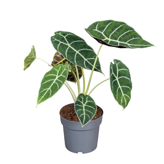 Alocasia Pride of Corup 30cm 14cm Pot