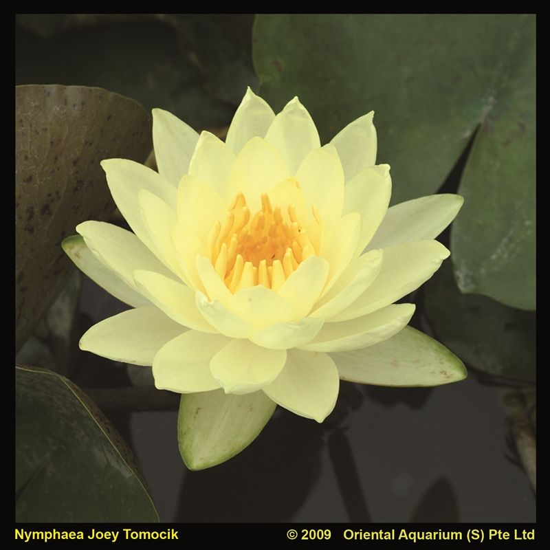 Nymphaea Joey Tomociki 30cm 11cm Pot